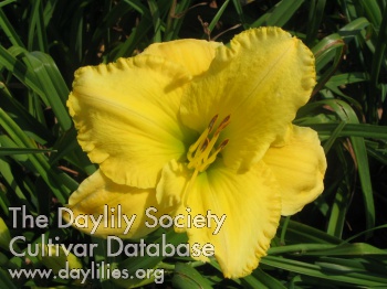 Daylily Norma Jean